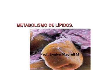 metabolismo de lipidos II e.pdf